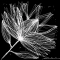 PROTEA 3