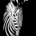 Silent Stripes